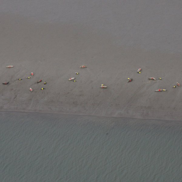 Aerial photograph of seals on a sandbank in the Wadden Sea. To count the animals, they are marked with colored dots on the photo. 