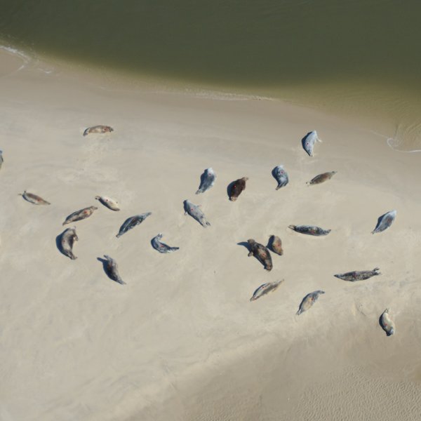 Luftaufnahme von Kegelrobben auf einer Sandbank im Wattenmeer. Um die Robben zu zählen, werden sie auf dem Foto mit farbigen Punkten markiert. 