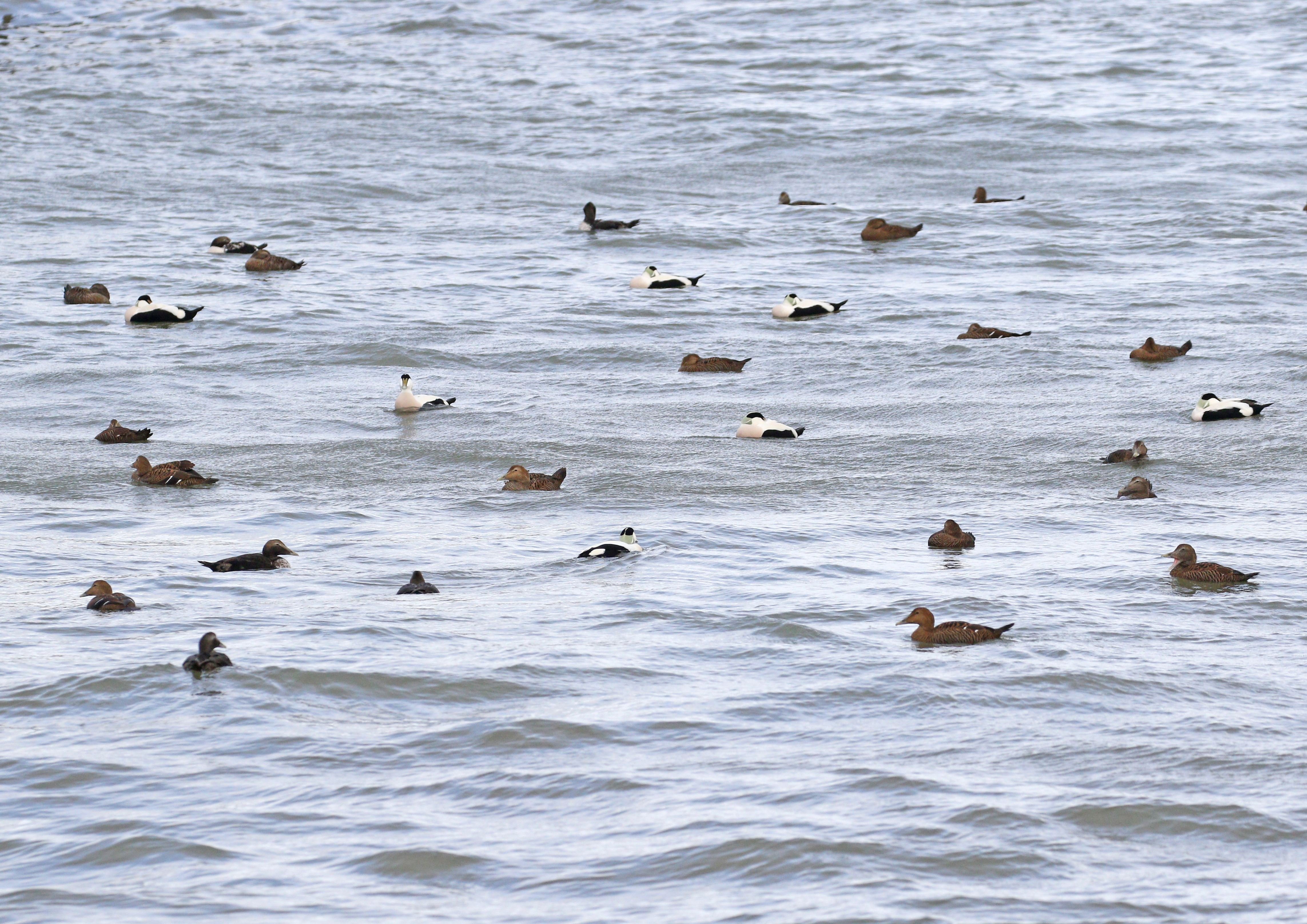 A group of eider ducks at sea.