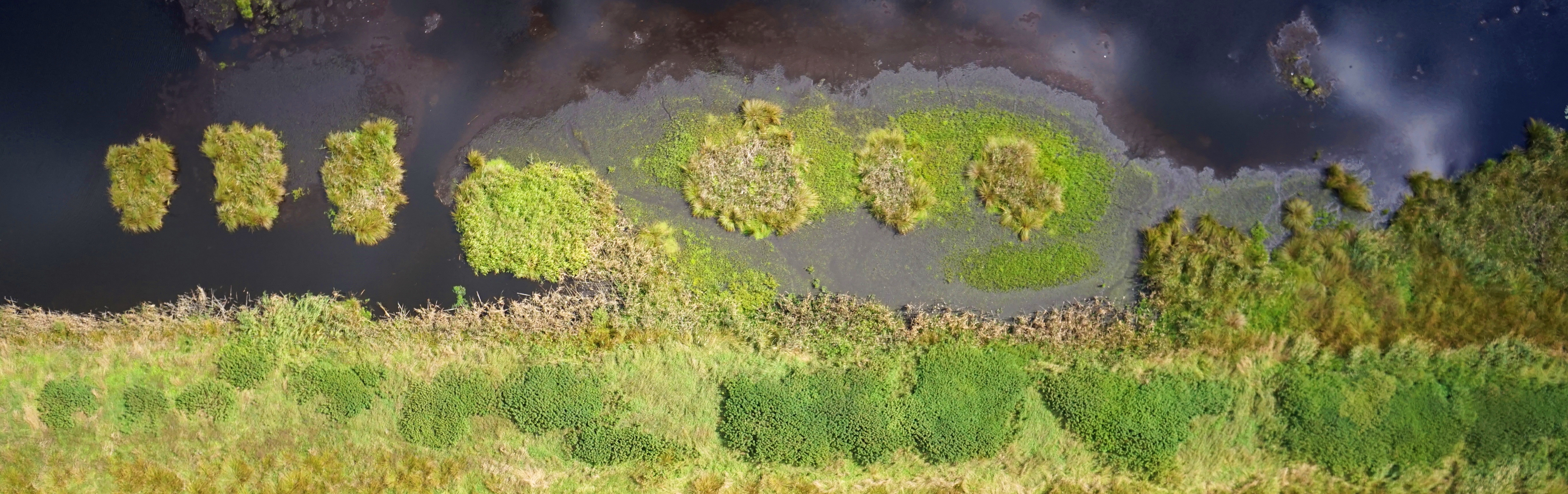 Drone image of a peat bog. Green vegetation at the bottom of the picture, dark water above.