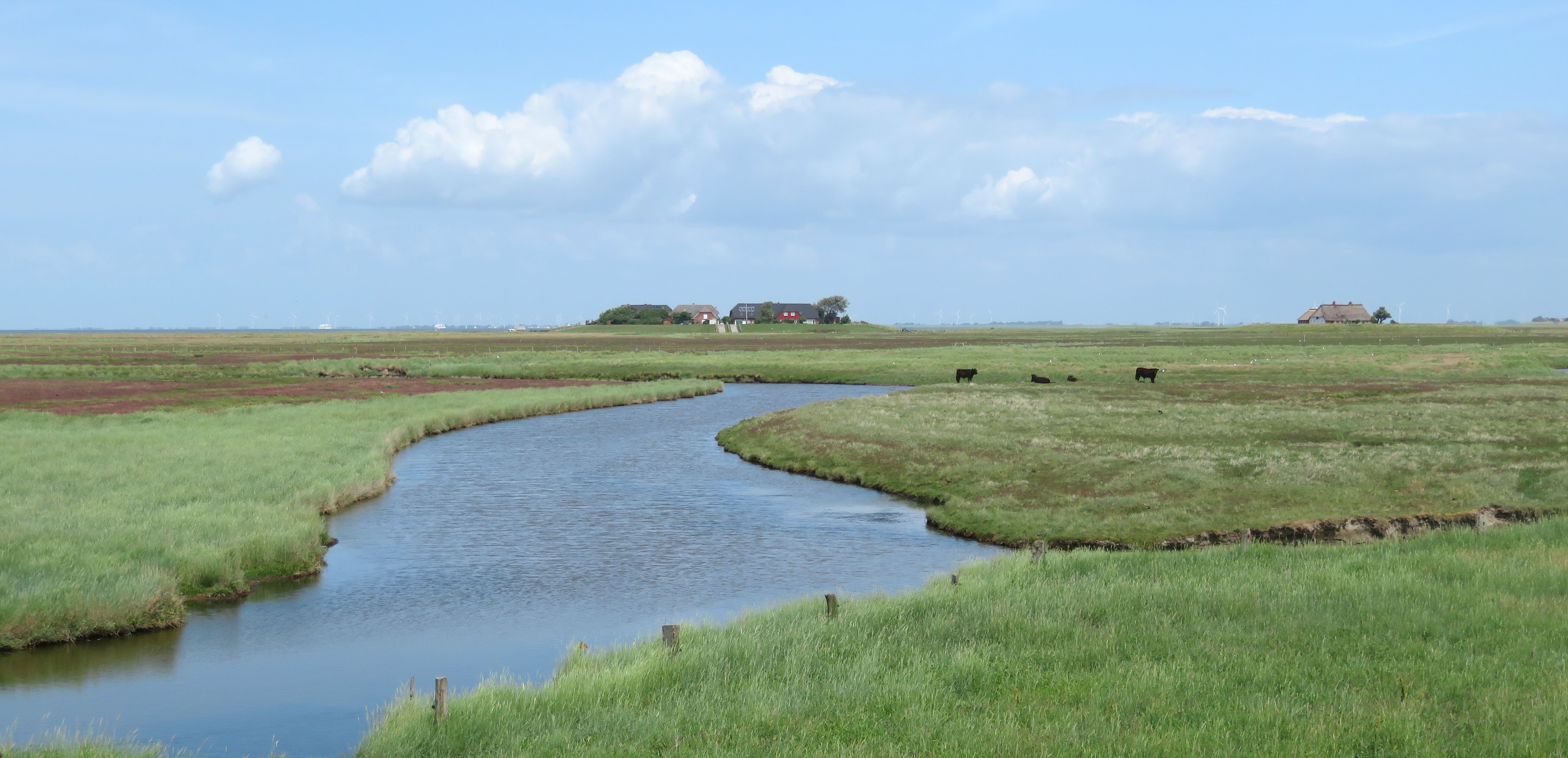 Pril auf Hallig Hooge, im Hintergrund Warften mit Häusern.