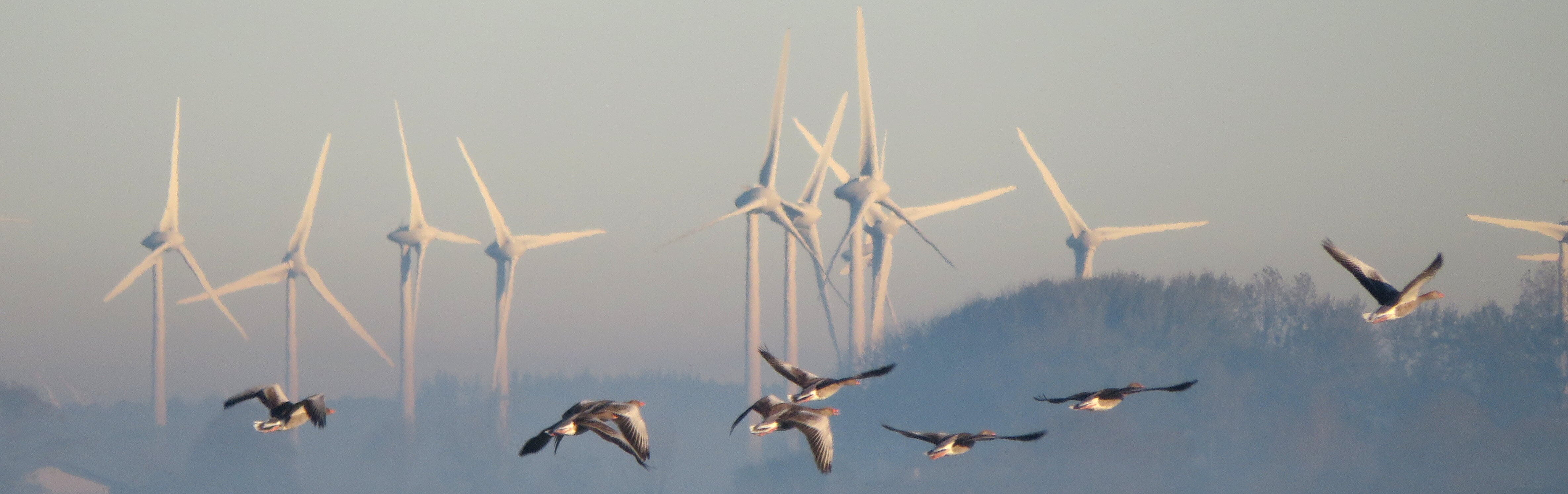 Graugänse fliegen vor Windrädern.