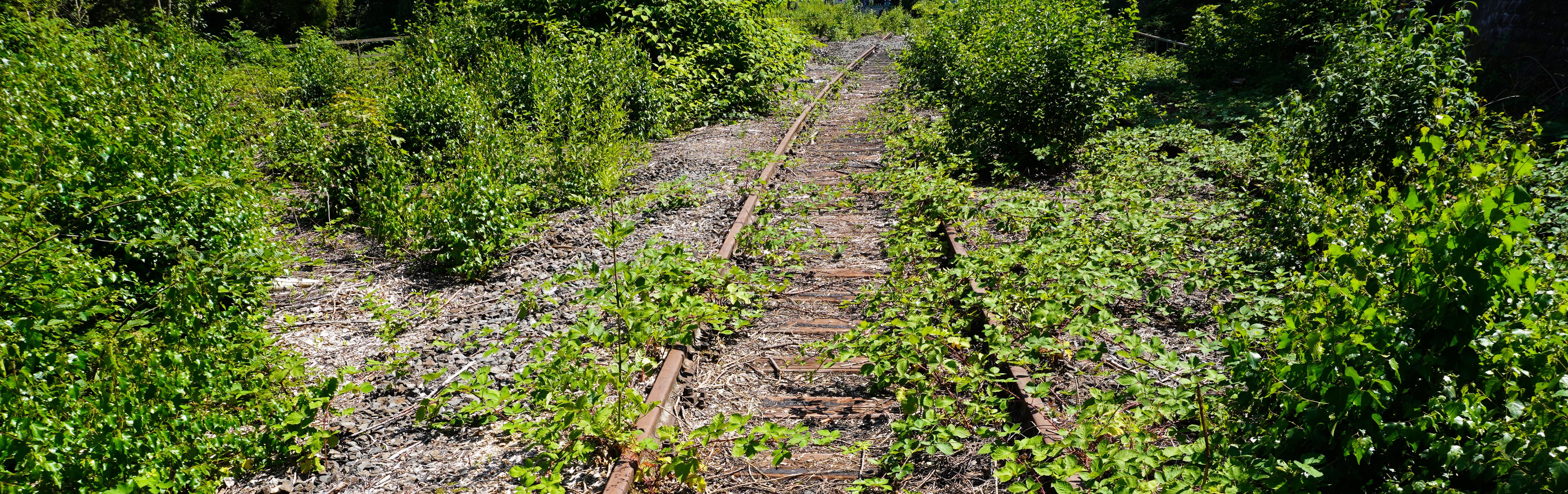Disused railway tracks, overgrown by plants.