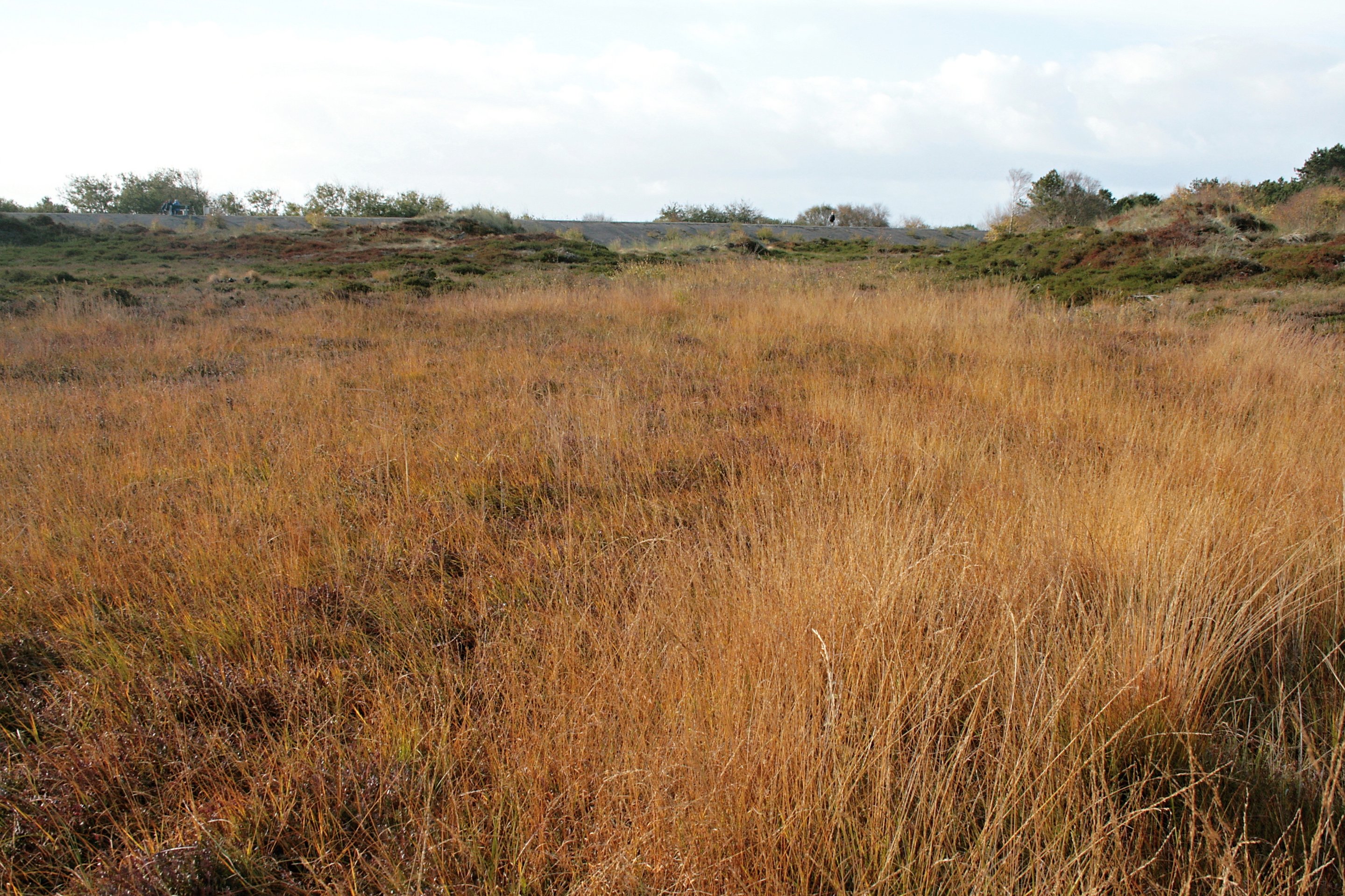 Dune slack of the SCI “St. Peter Dünen".