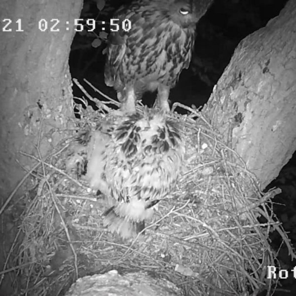 Die Aufnahme einer Nestkamera zeigt einen Uhu am Nest eines Rotmilans.