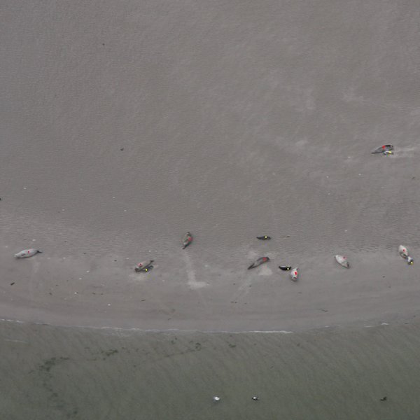 Aerial photograph of seals on a sandbank in the Wadden Sea. To count the animals, they are marked with colored dots on the photo. 