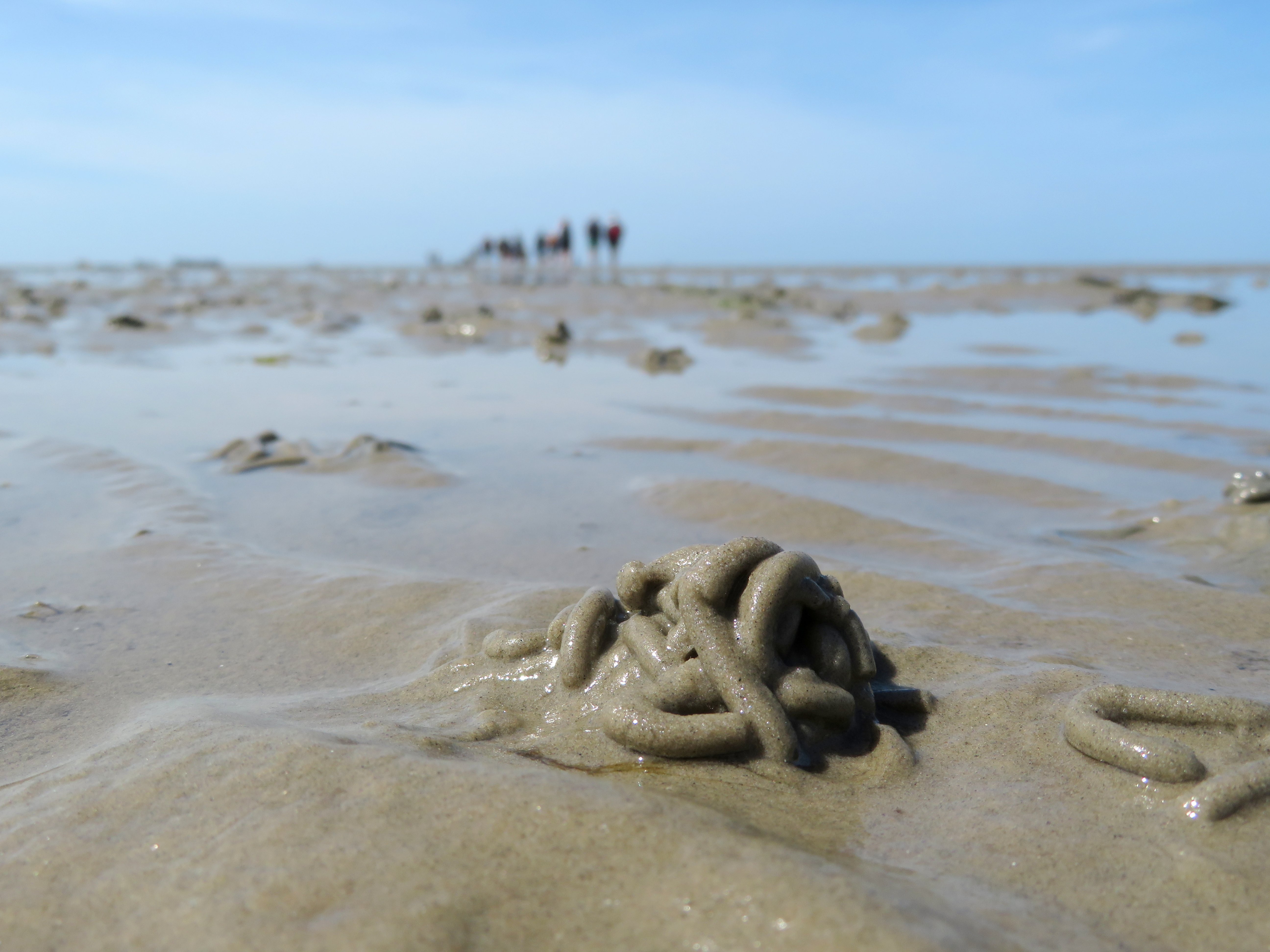 Wattlandschaft. Im Vordergrund ein Wattwurmhaufen, im Hintergrund gegen den Horizont unscharf eine Gruppe von Wattwanderern.