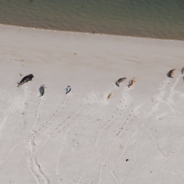 Aerial view of grey seals on a sandbank in the Wadden Sea. To count the seals, they are marked with colored dots on the photo. 
