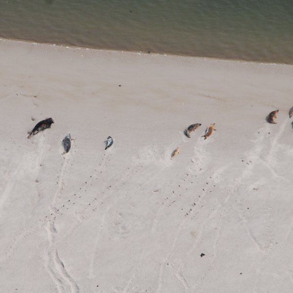 Luftaufnahme von Kegelrobben auf einer Sandbank im Wattenmeer. Um die Robben zu zählen, werden sie auf dem Foto mit farbigen Punkten markiert. 