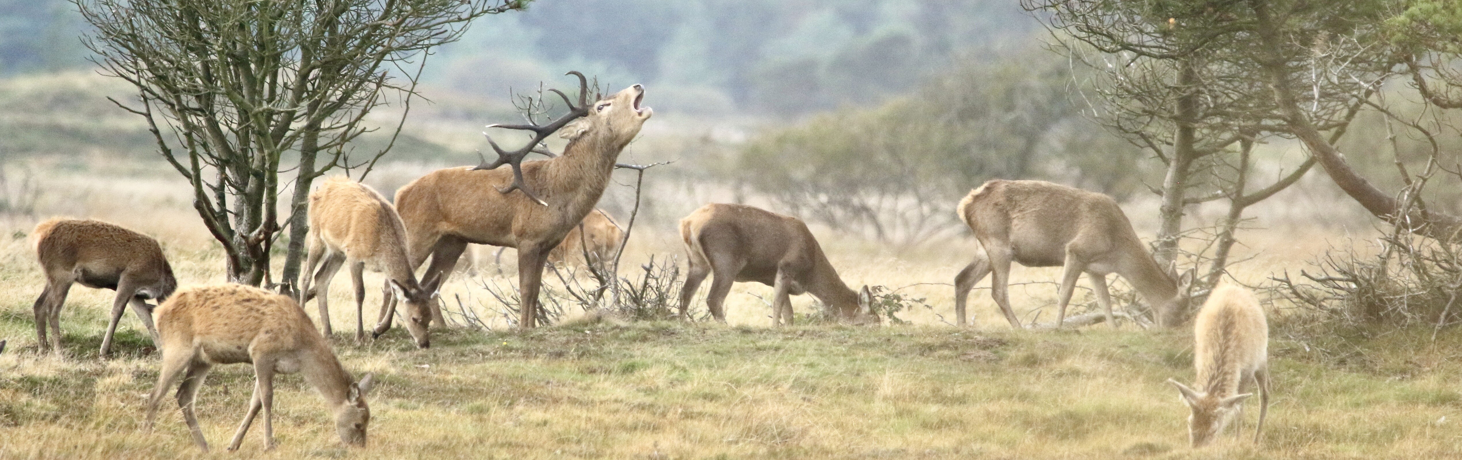 A roaring red deer stag in a herd of seven does in a semi-open landscape.