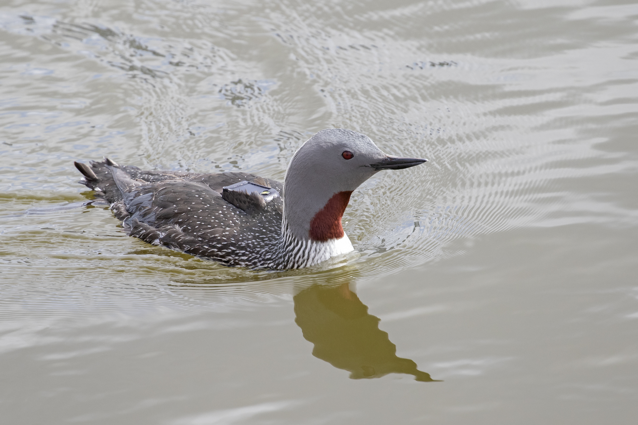 A red-throated diver in breeding plumage with a GPS-GSM device on its back swims on the water.