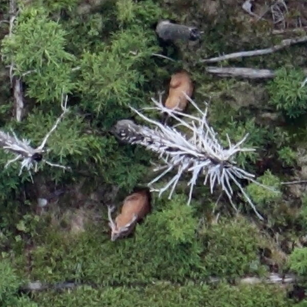 Aerial view of two red deer in the forest.