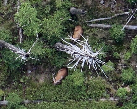 Luftaufnahme von zwei Rothirschen im Wald.