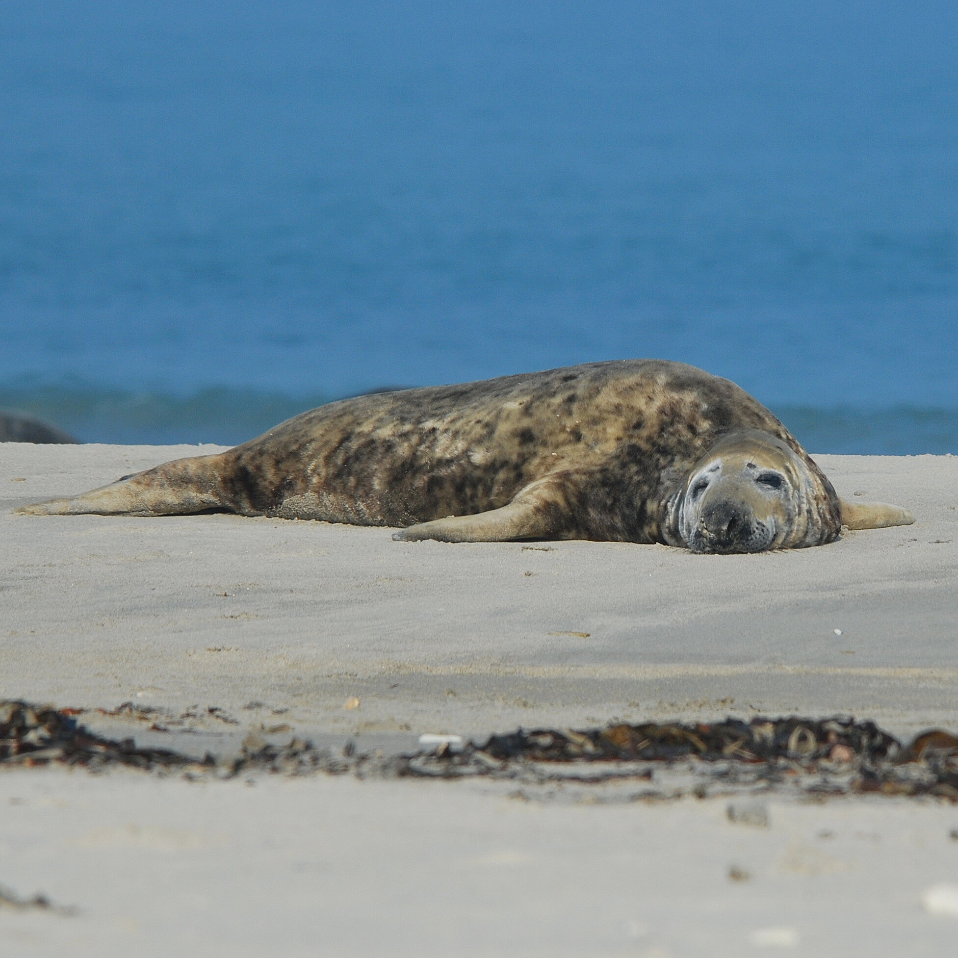 Eine Kegelrobbe liegt schlafend am Sandstrand.