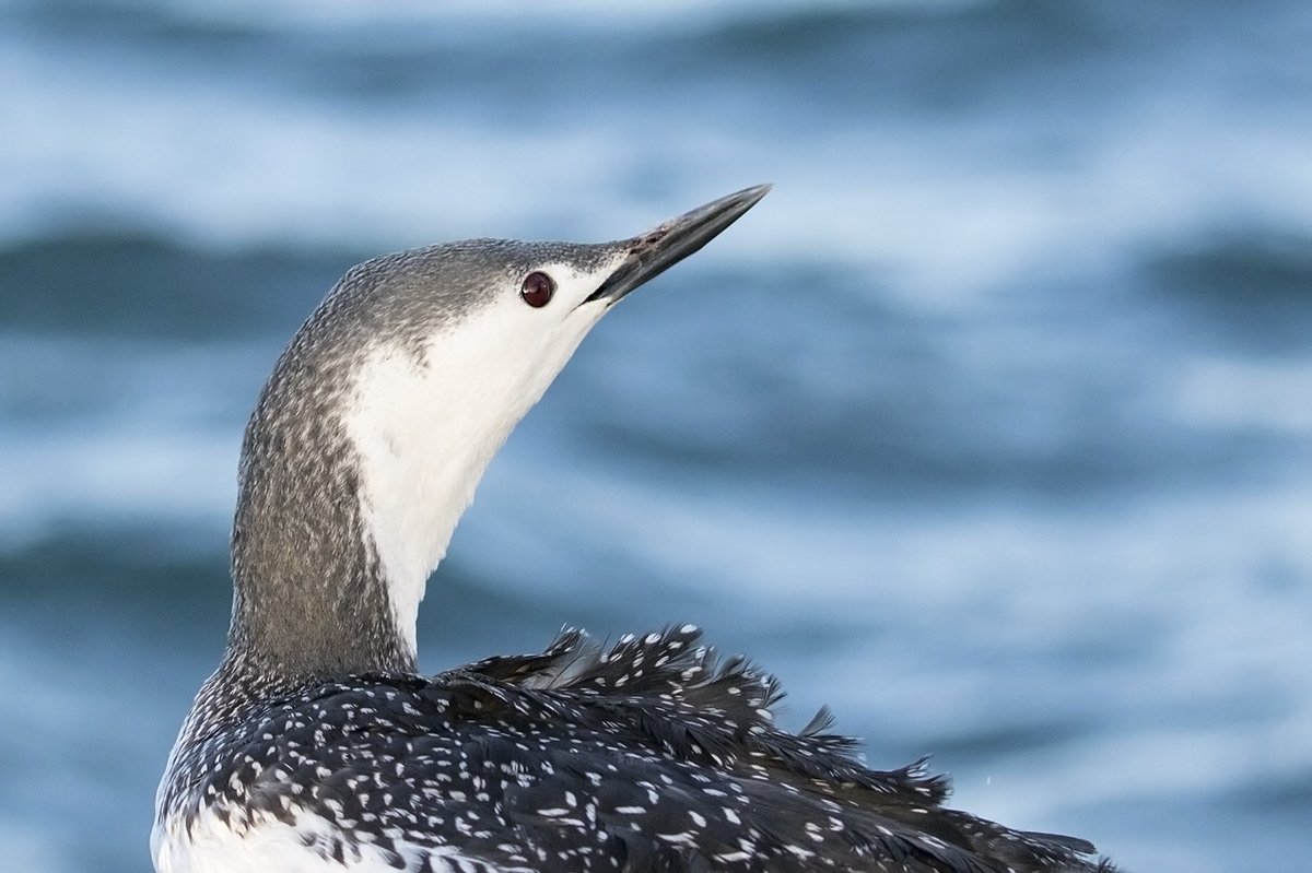  Red-throated diver in winter plumage.