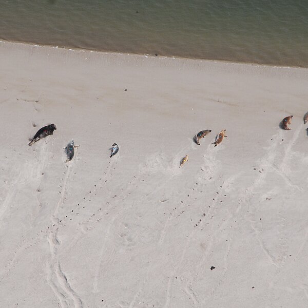 Luftaufnahme von Kegelrobben auf einer Sandbank im Wattenmeer. Um die Robben zu zählen, werden sie auf dem Foto mit farbigen Punkten markiert.