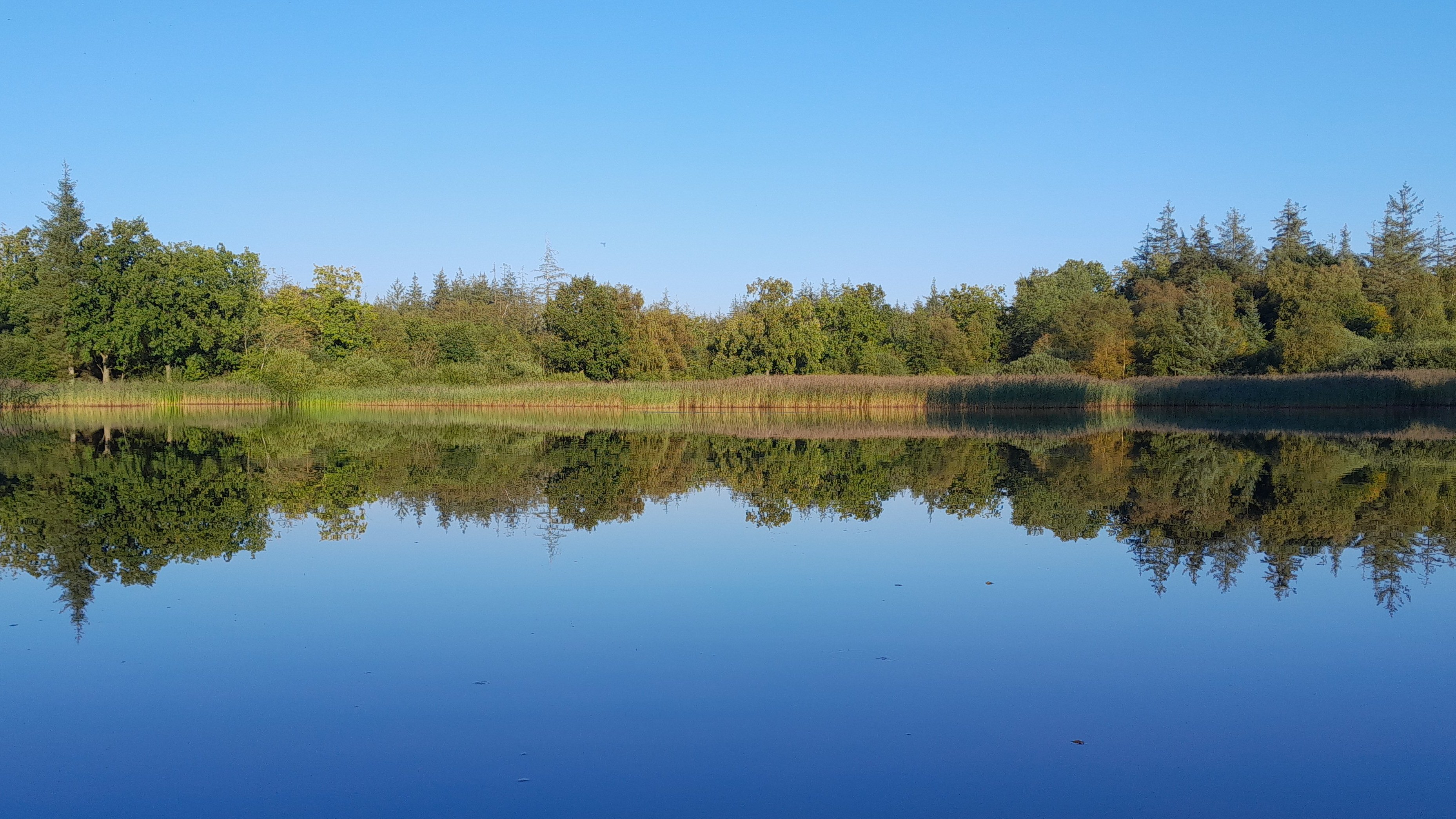 A lake, forest in the background, reflected on the water.