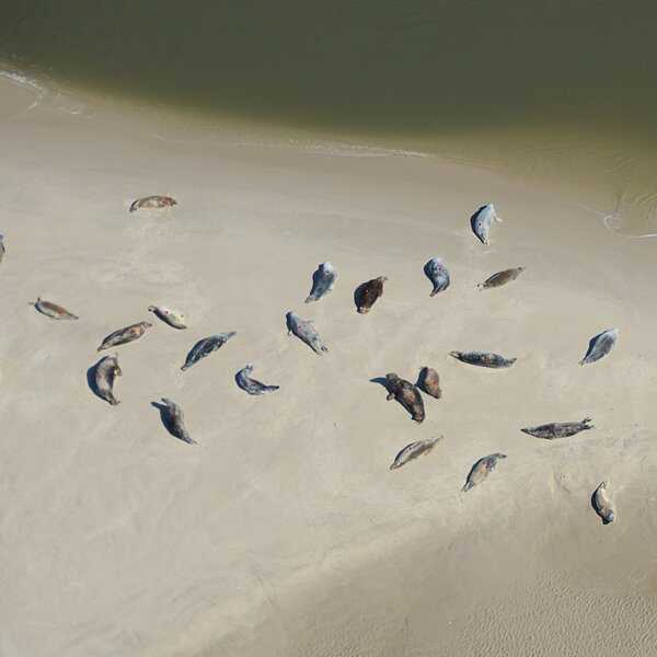 Luftaufnahme von Kegelrobben auf einer Sandbank im Wattenmeer. Um die Robben zu zählen, werden sie auf dem Foto mit farbigen Punkten markiert.