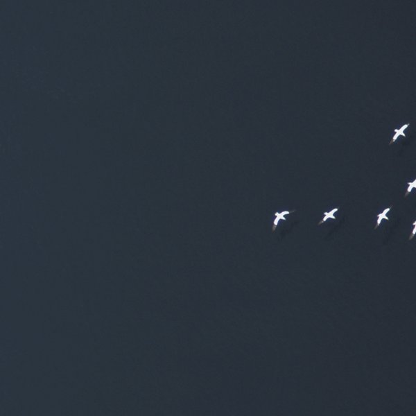 Eine Gruppe Basstölpel, die über das Meer fliegen, von oben aufgenommen.
