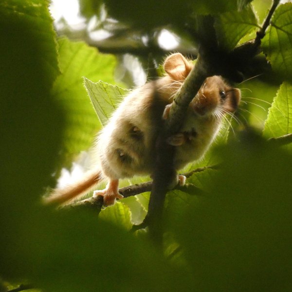 Haselmaus auf einem Zweig, ein laktierendes Weibchen. Aufnahme des Tiers von unten. Deutlich sind die Zitzen zu sehen.
