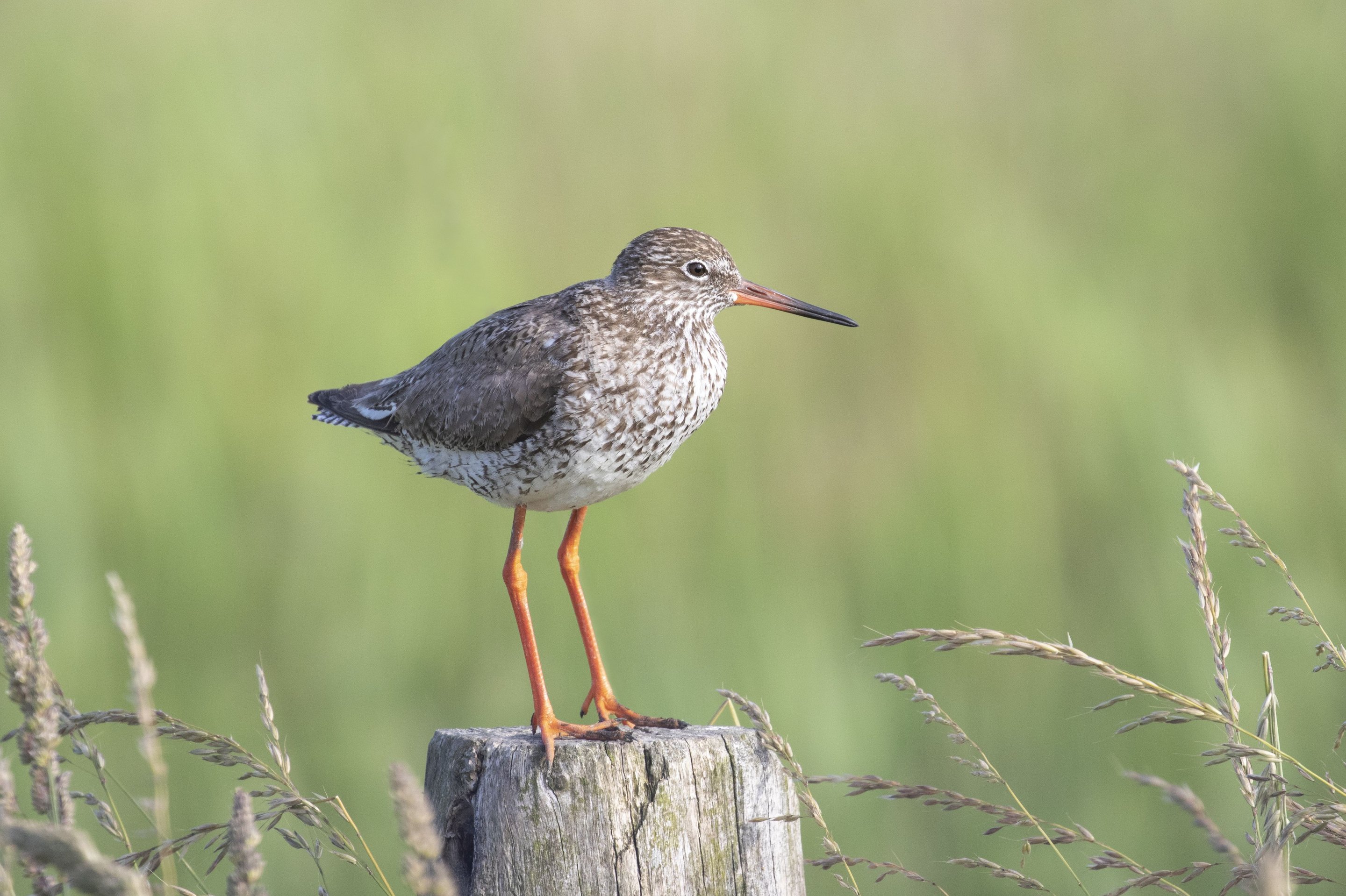 A Rrdshank sitting on a fence post.