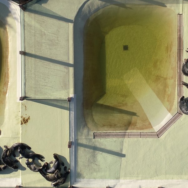 Aerial image of seals resting in the outdoor area of Seal Centre Friedrichskoog. 