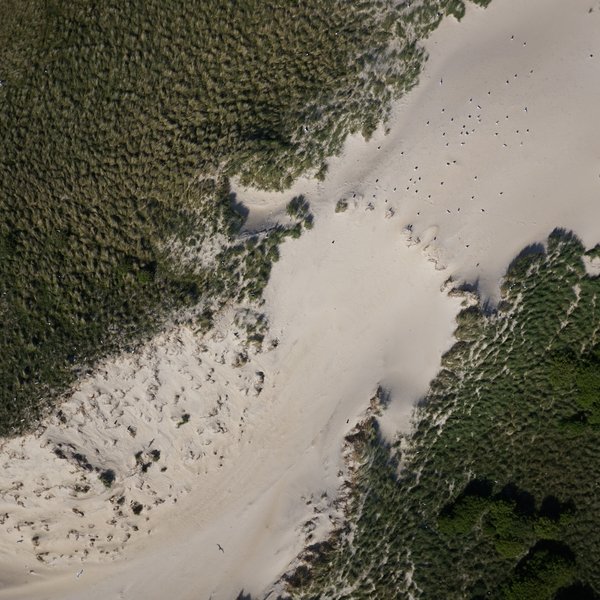 Drohnenaufnahme einer Möwenkolonie auf einer Insel im schleswig-holsteinischen Wattenmeer. 