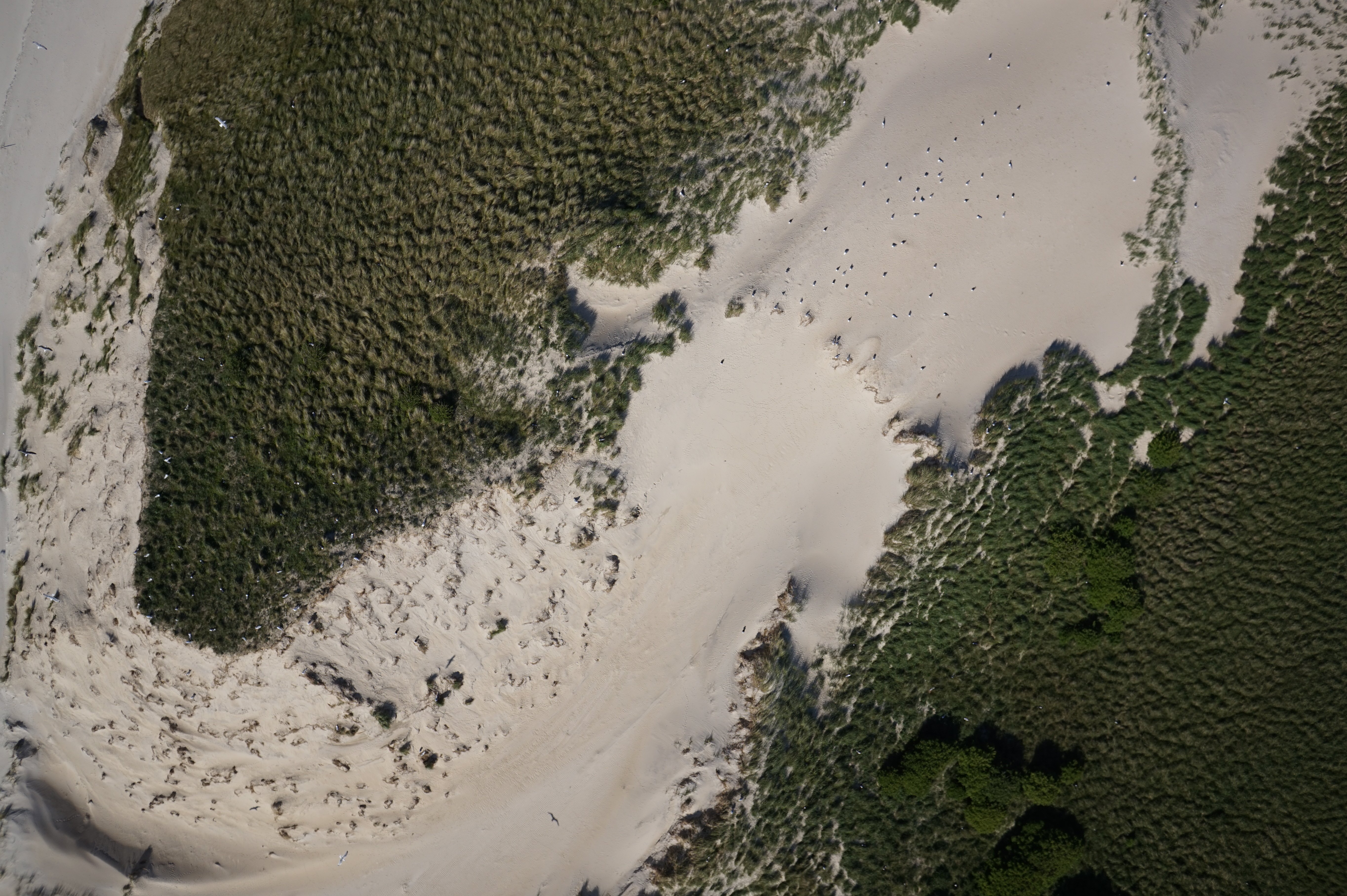 Drohnenaufnahme einer Möwenkolonie auf einer Insel im schleswig-holsteinischen Wattenmeer. 