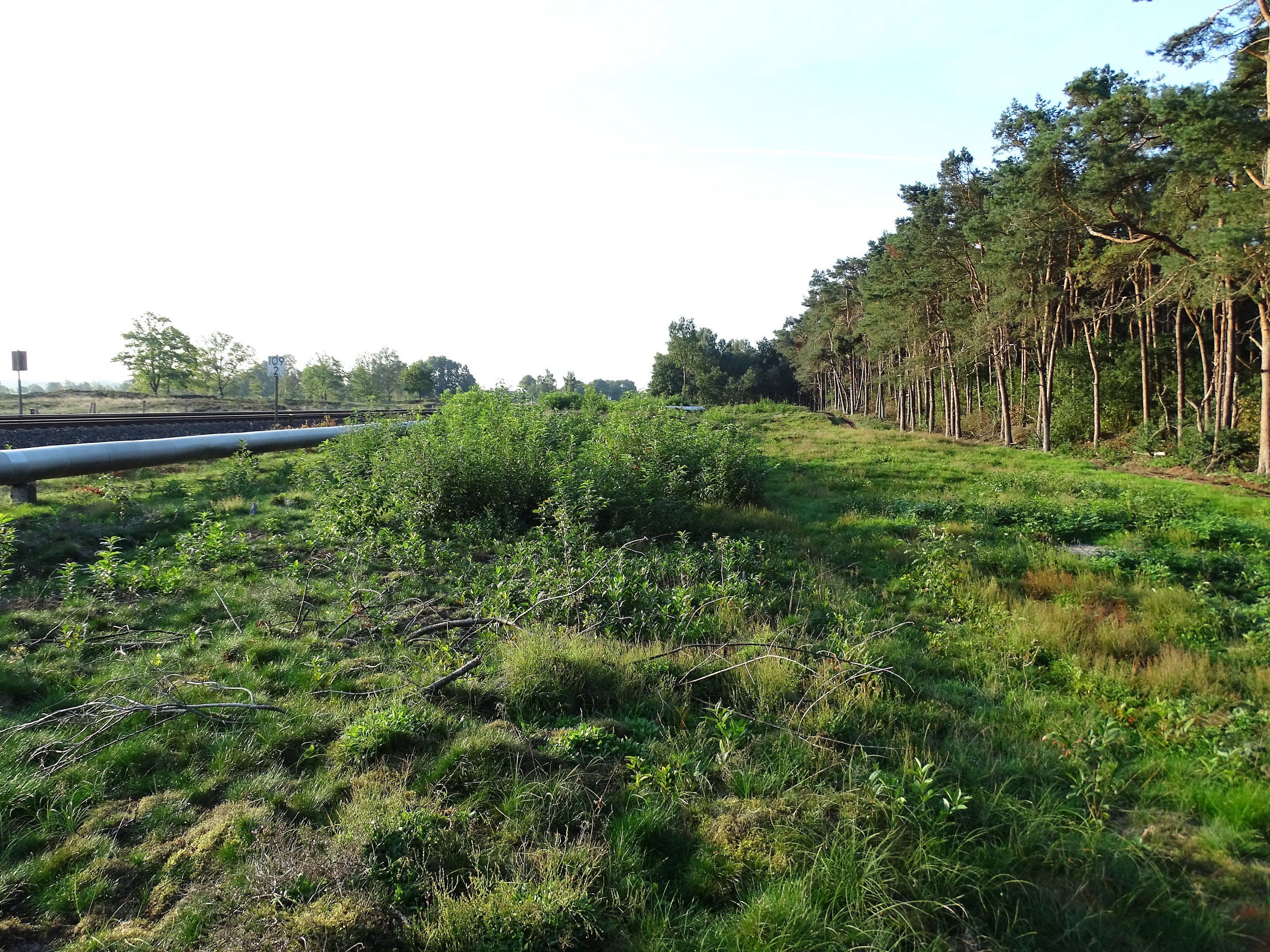 Waldrand, davor Gebüsch ((dichter Gehölzbestand der Traubenkirsche)