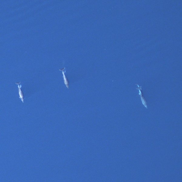 Luftaufname von zwei Großen Tümmlern (<i>Tursiops truncatus</i>) im Meer, aufgenommen mit unseren hochauflösenden HiDef-Kameras.