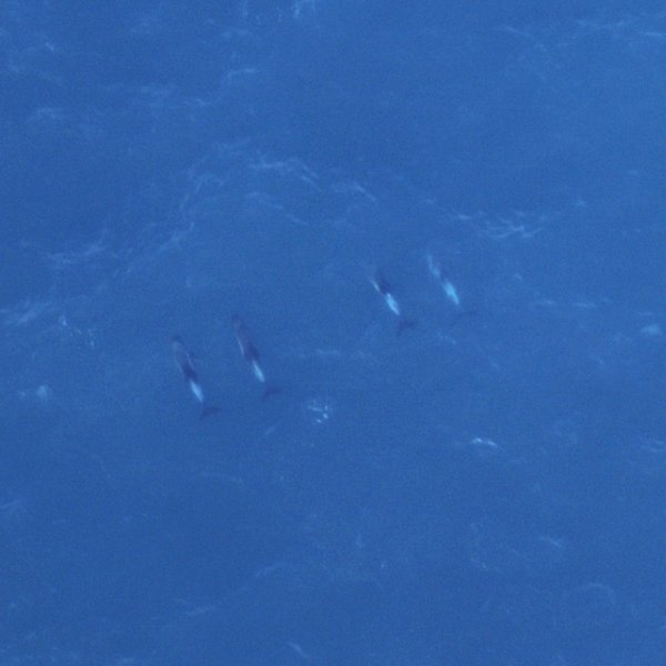 Weißschnauzendelfine, aufgenommen mit unseren hochauflösenden HiDef-Kameras.