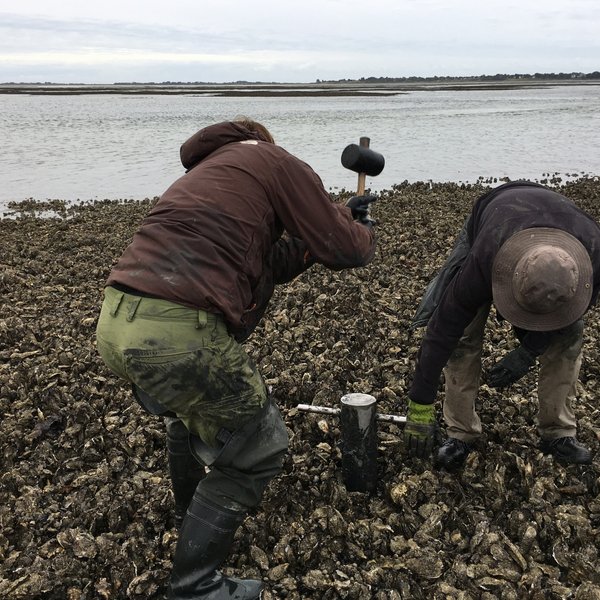 Two scientists take samples on an oyster bank in the mudflats.