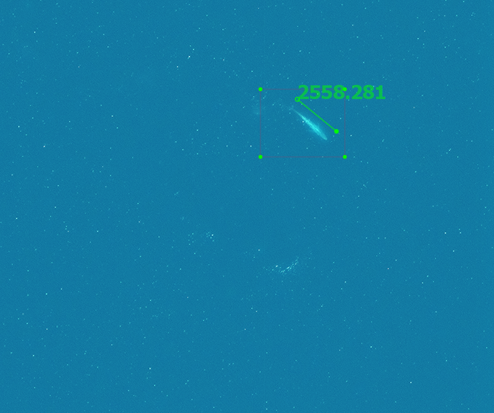 Ein Satellitenbild, auf dem ein Blauwal zu erkennen ist. Daneben eine Maßangabe, die zeigt, dass er 2558,281 mm lang ist.