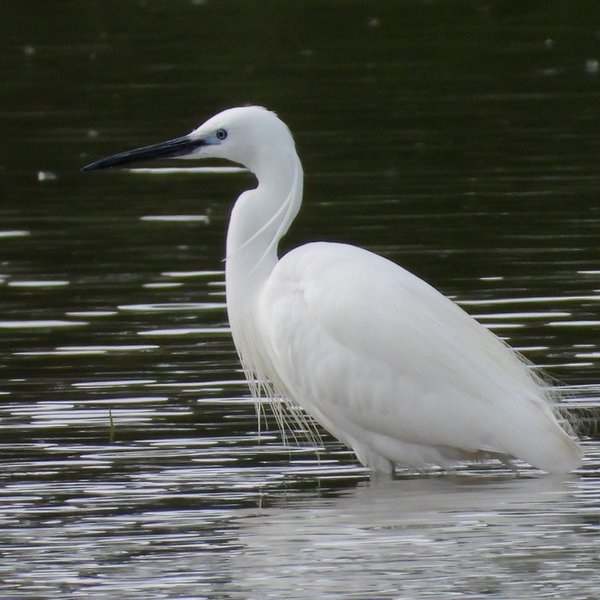 Ein Seidenreiher steht im Wasser.