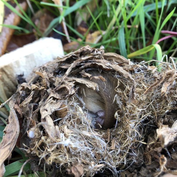 Eine Haselmaus eingerollt im Nest aus trockenen Blättern und Gras.