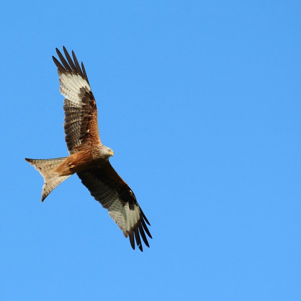 Flying red kite.