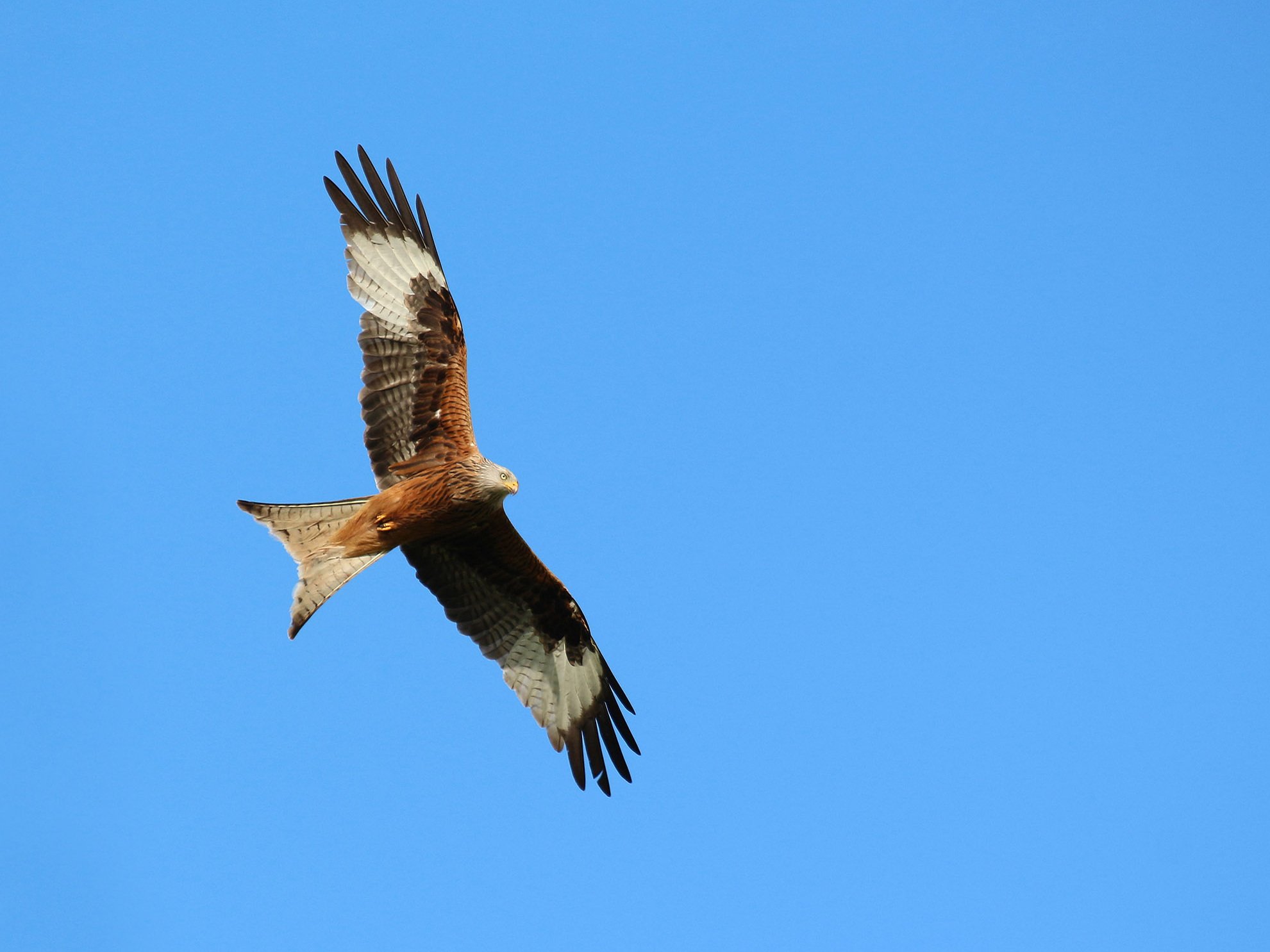 Flying red kite.