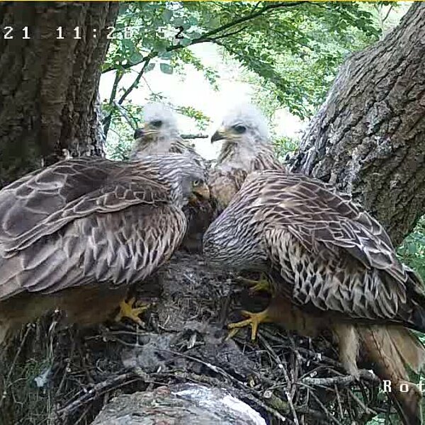 Familienglück am Rotmilannest: Beide Altvögel und die Jungvögel sitzen im Nest. Viel Platz ist hier nicht, dabei können Rotmilane auch bis zu vier Jungvögel großziehen.
