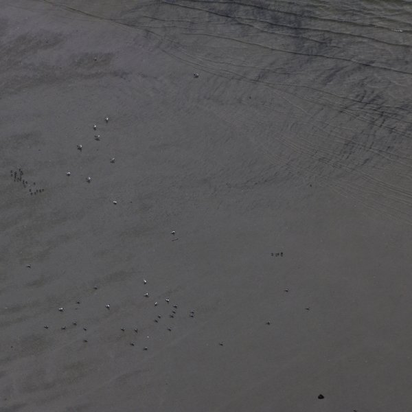 Drohnenaufnahme von Seeschwalben, Möwen und Limikolen auf einer Sandbank.