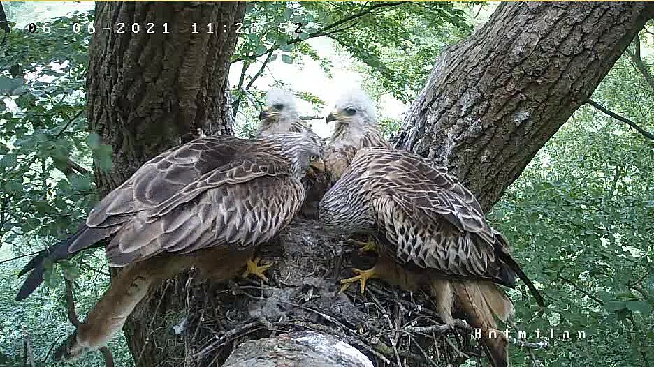 Four red kites in their nest. Two young birds and two adults.