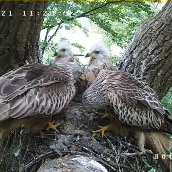 Familienglück am Rotmilannest: Beide Altvögel und die Jungvögel sitzen im Nest. Viel Platz ist hier nicht, dabei können Rotmilane auch bis zu vier Jungvögel großziehen.