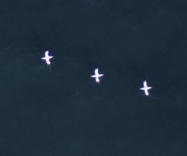 Fliegende Basstölpel, aufgenommen mit einer hochauflösenden Kamera des HiDef-Systems.