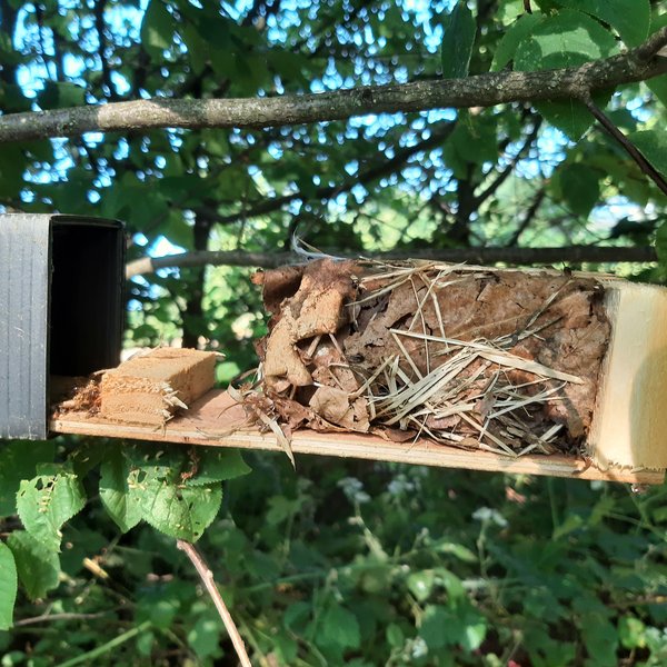 Eine geöffnete Niströhre mit einem typischen Nest aus Blättern und Gras der Haselmaus (Muscardinus avellanarius).