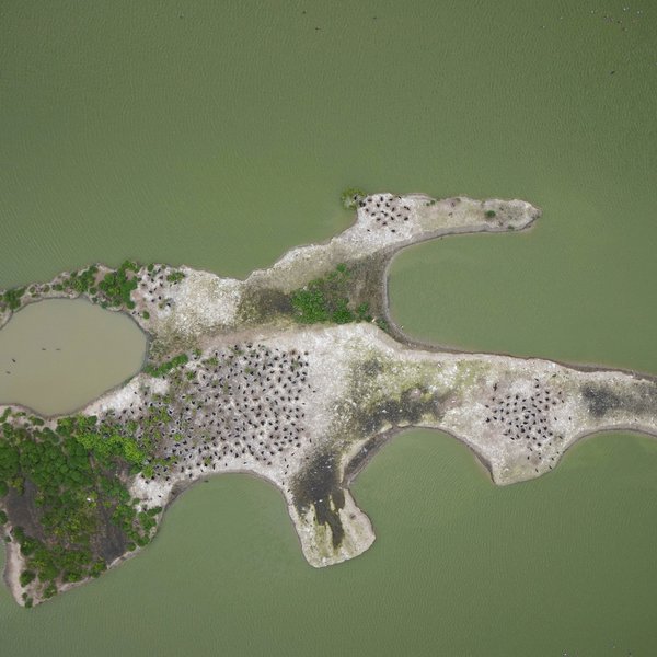 Luftaufnahme einer Kormorankolonie auf einer Insel im Wattenmeer. Deutlich sind die einzelnen Nester zu sehen, die mit Hilfe der Drohnenaufnahmen erfasst und gezählt werden können.