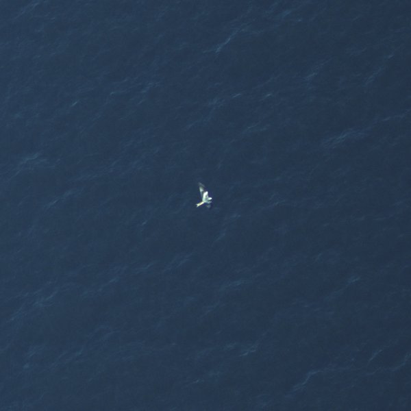 Luftaufnahme eines fliegenden Rotmilans über dem Meer.