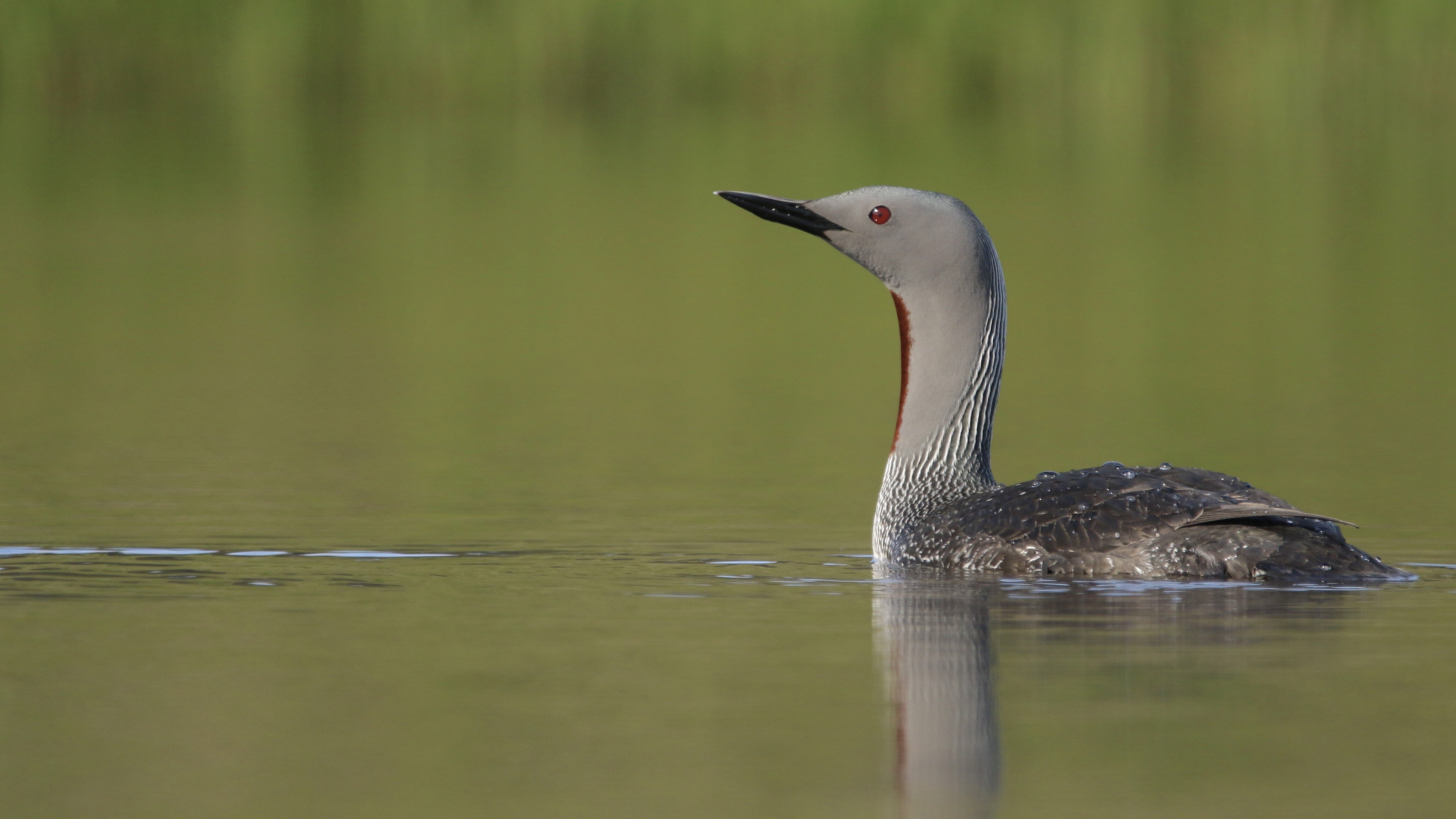Ein Sterntaucher im Prachtkleid schwimmt auf einem See.