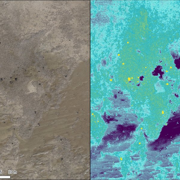 Luftbildaufnahme einer Muschelbank im Nationalpark Wattenmeer. Links: RGB-Aufnahme, Rechts: Verwendung eines Multispektralsensors zur Bestimmung der Ausbreitung und des Bedeckungsgrades von Muschelbänken.