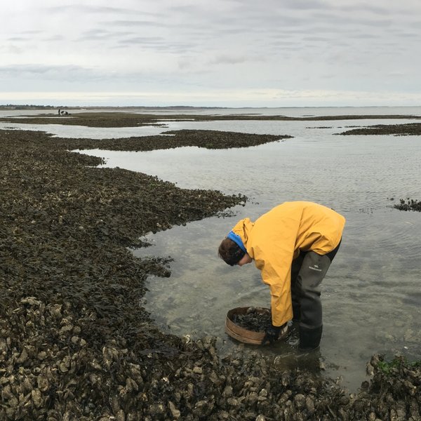 Eine Wissenschaftlerin entnimmt Muschelproben auf einer Austernbank im Watt. 