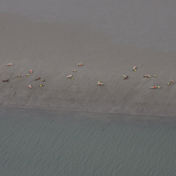Luftaufnahme von Seehunden auf einer Sandbank im Wattenmeer. Um die Tiere zu zählen, werden sie auf dem Foto mit farbigen Punkten markiert. 