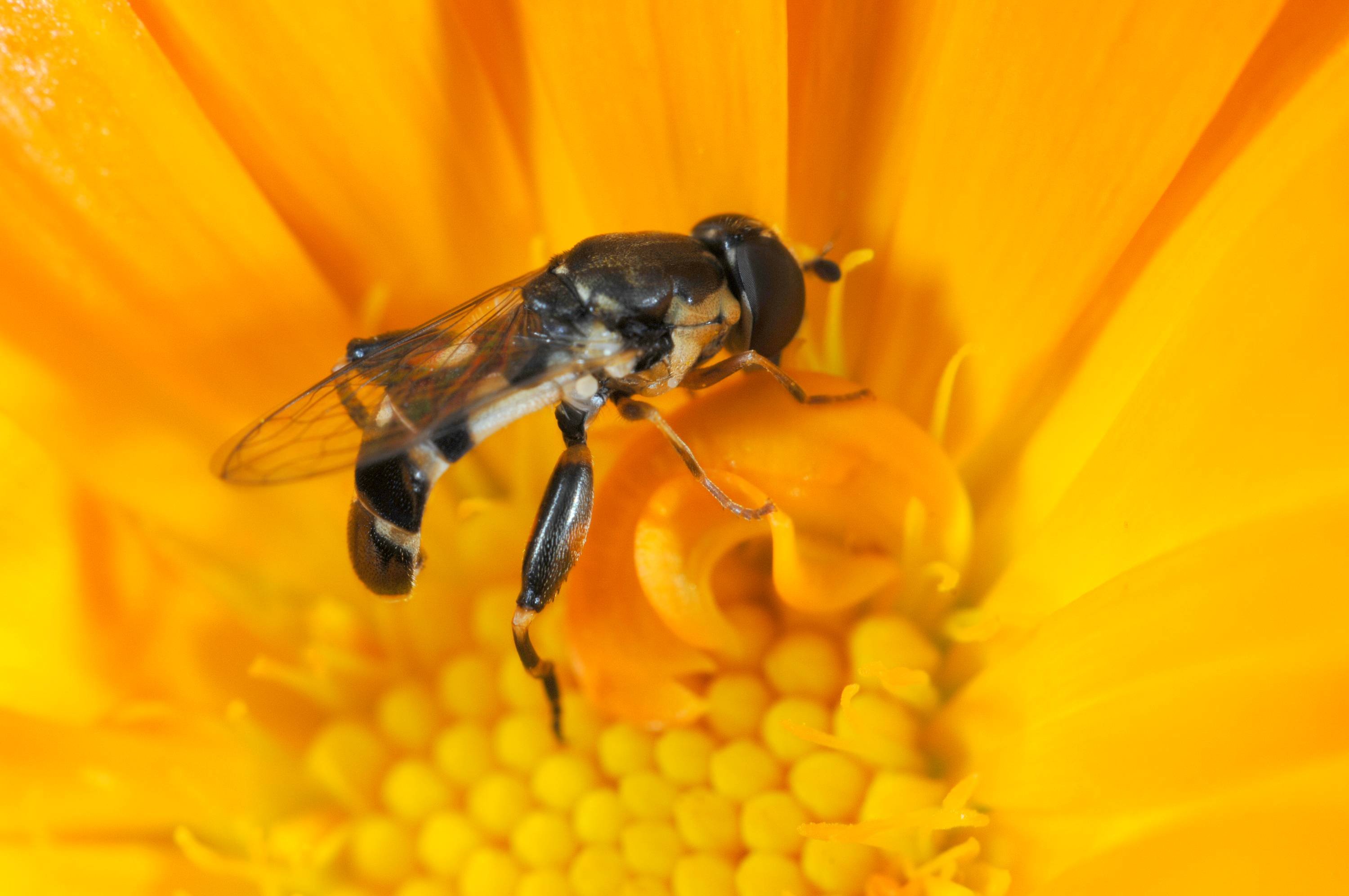 A hoverfly sitting in a yellow flower.